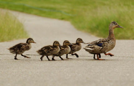 ducks